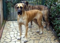 Great danes Dana and Orphe