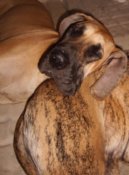 Great danes Dana sleeping on Orphe
