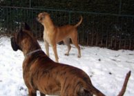 Great danes Dana and Tithan observing