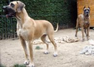 Great danes Dana and Tithan