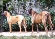 Great danes Lily and Tithan