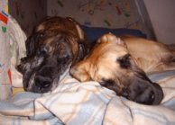 Great danes Dana and Orphe