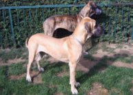 Great danes Dana and Orphe