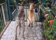 Great danes Dana and Orphe