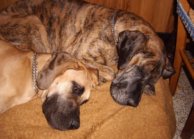 Great danes Dana and Orphe