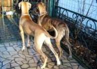 Great danes Dana and Orphe