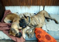 Great danes Dana and Tithan