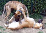 Great danes Dana and Tithan