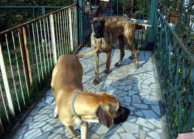 Great danes Dana, Orphe and Tithan