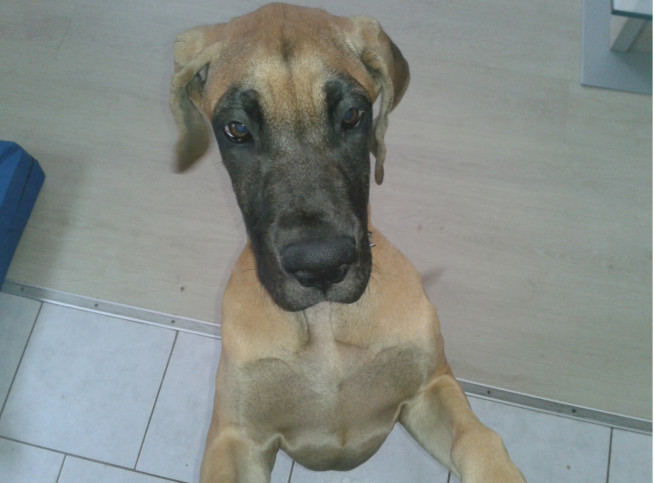 Lopende lading ... Geel duitse dog Gwen 4 maand oud