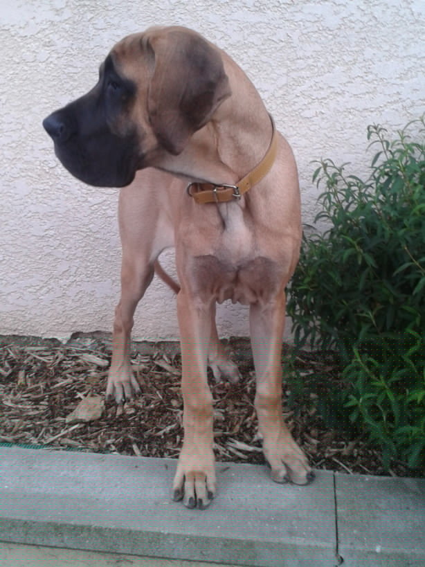 Loading in progress ... Fawn great dane Gwen, 5 months