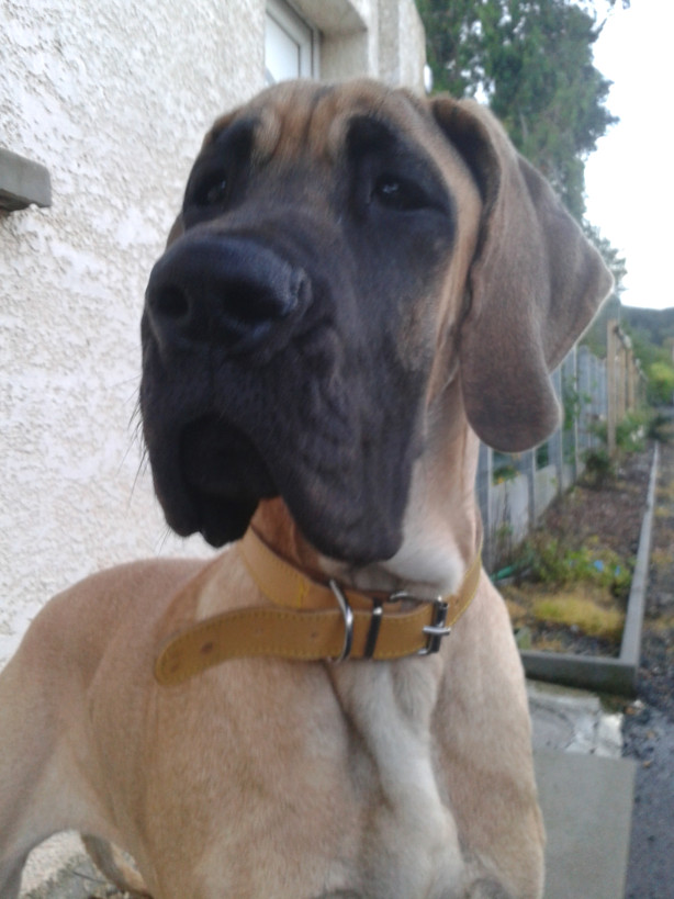 Loading in progress ... Fawn great dane Gwen, 5 months
