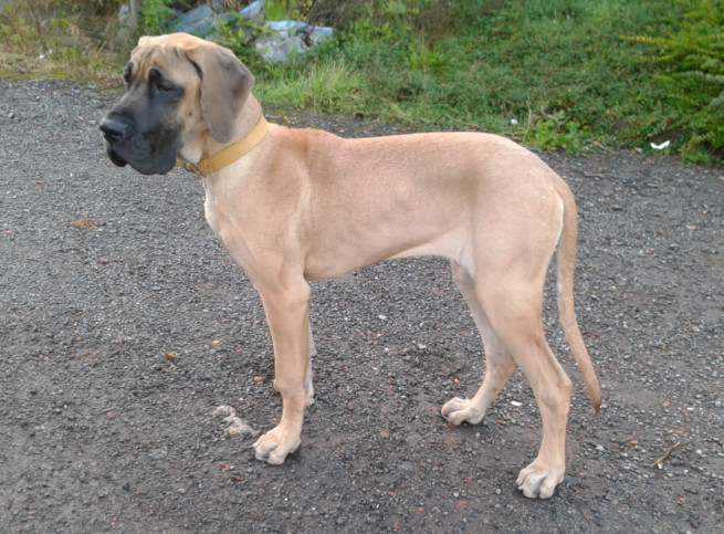 Loading in progress ... Fawn great dane Gwen, 5 months