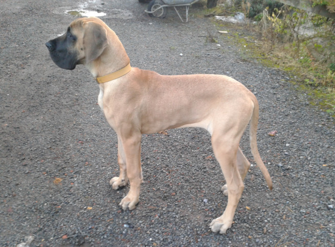 Loading in progress ... Fawn great dane Gwen, 5 months