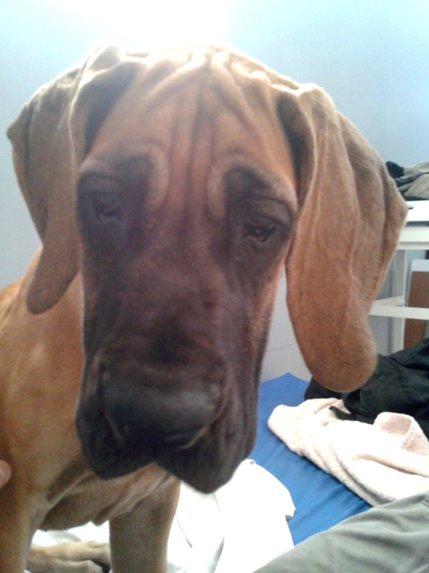 Lopende lading ... Geel duitse dog Gwen 4 maand oud