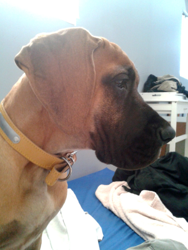 Lopende lading ... Geel duitse dog Gwen 34 maand oud