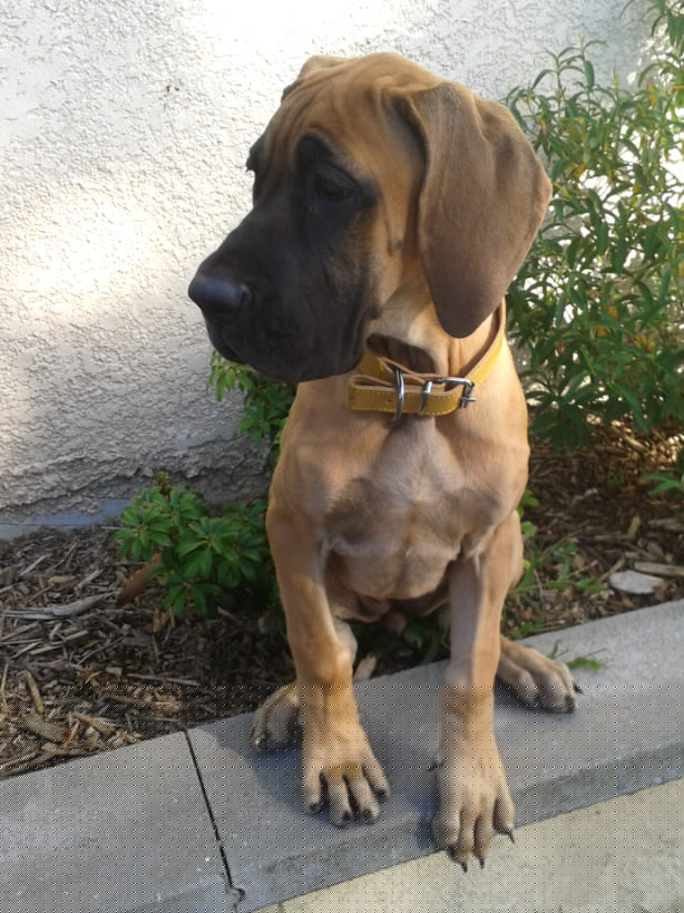 Lopende lading ... Geel duitse dog Gwen 4 maand oud