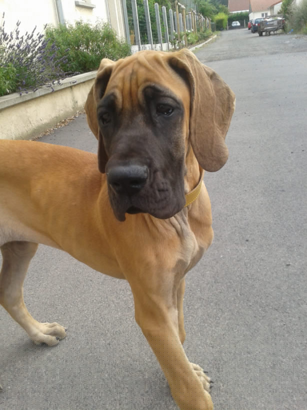 Lopende lading ... Geel duitse dog Gwen 4 maand oud