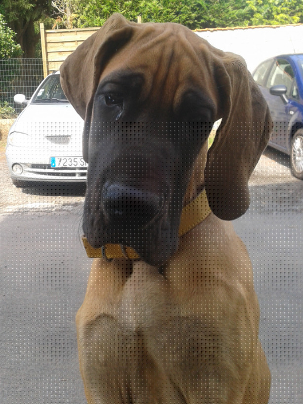 Lopende lading ... Geel duitse dog Gwen 4 maand oud