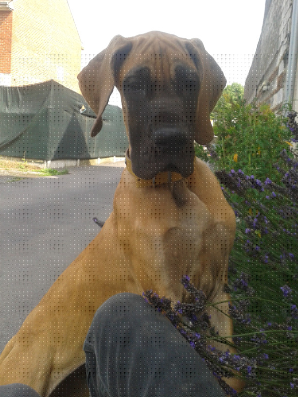 Lopende lading ... Geel duitse dog Gwen 4 maand oud