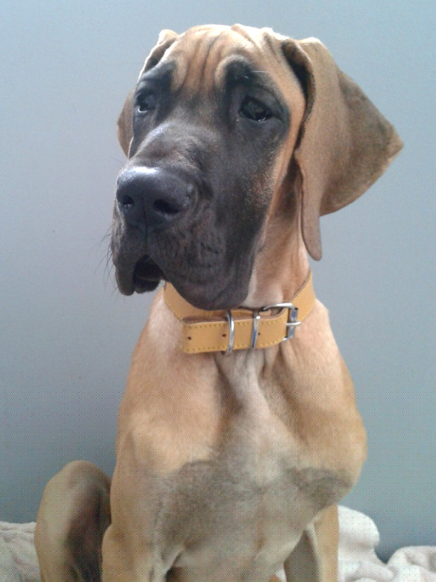 Lopende lading ... Geel duitse dog Gwen 5 maand oud