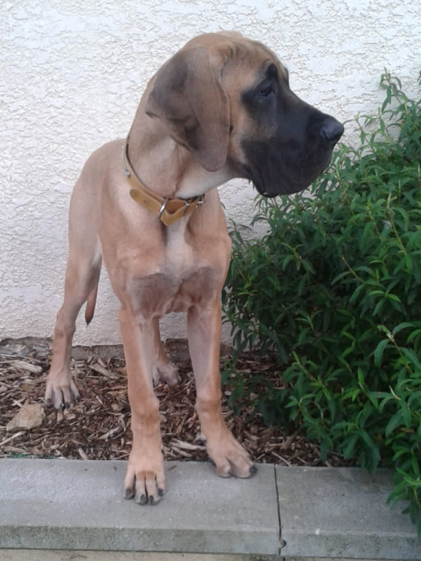 Lopende lading ... Geel duitse dog Gwen 5 maand oud