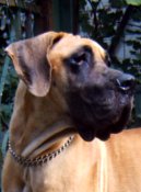 fawn great dane Lily 1 year