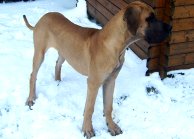 fawn great dane Lily 5,5 months