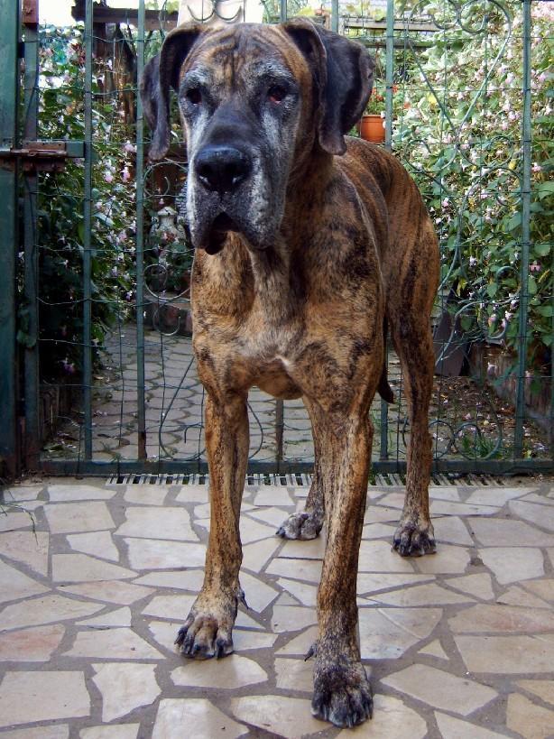 Loading in progress ... Brindle great dane Orphe, 7 years and a half