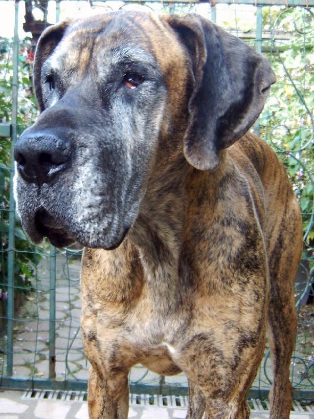 Loading in progress ... Brindle great dane Orphe, 7 years and a half