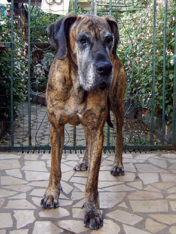 Loading in progress ... Brindle great dane Orphée, 7 years and a half