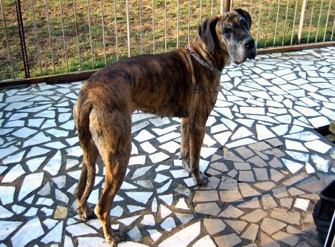 Loading in progress ... Brindle great dane Orphée, 6 years and a half
