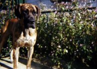 Dogue allemand bringé Orphée à 22 mois