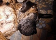 Dogue allemand bringé Orphée à 6 ans