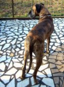 Dogue allemand bringé Orphée à 6 ans et demi