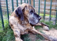 Dogue allemand bringé Orphée à 7 ans
