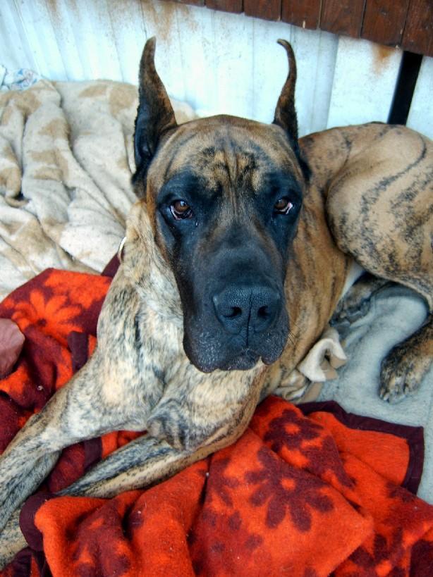 Loading in progress ... Brindle great dane Tithan, 2 years and a half