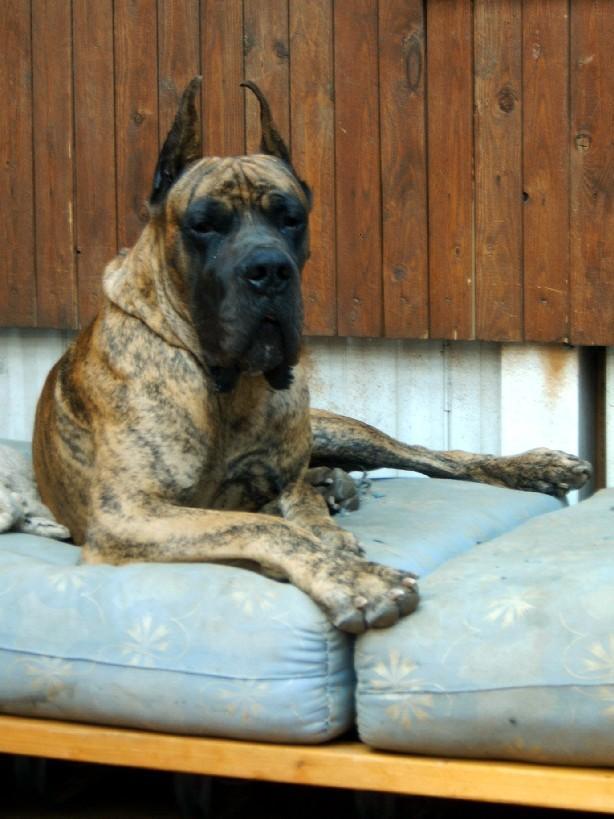 Loading in progress ... Brindle great dane Tithan, 2 years and a half