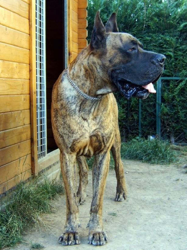 Loading in progress ... Brindle great dane Tithan, 3 years and a half