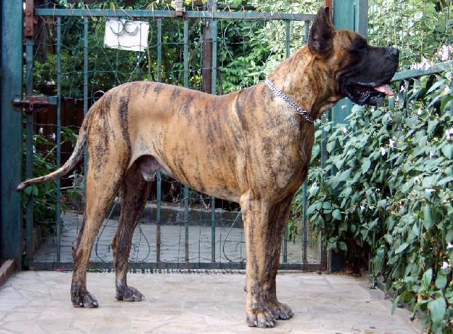 Loading in progress ... Brindle great dane Tithan, 3 years and a half
